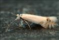 0254 (21.004) Leucoptera laburnella